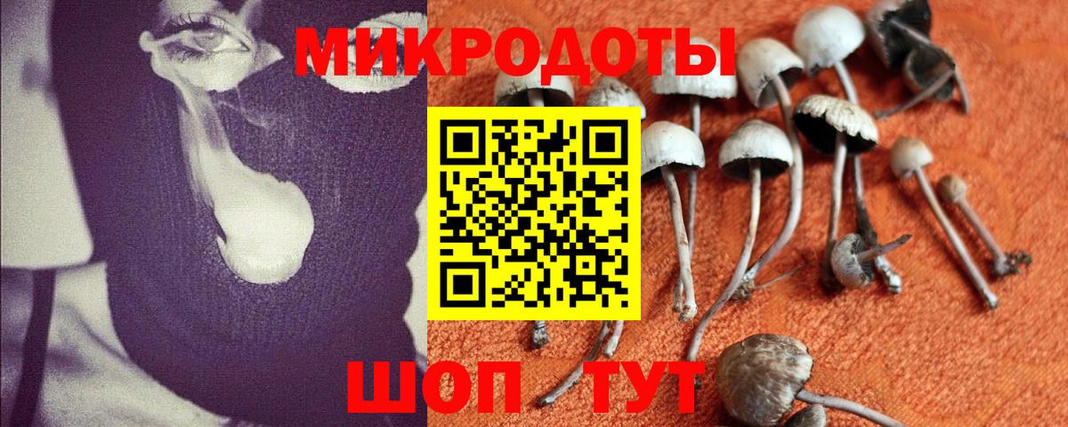Псилоцибиновые грибы Psilocybine cubensis Сердобск